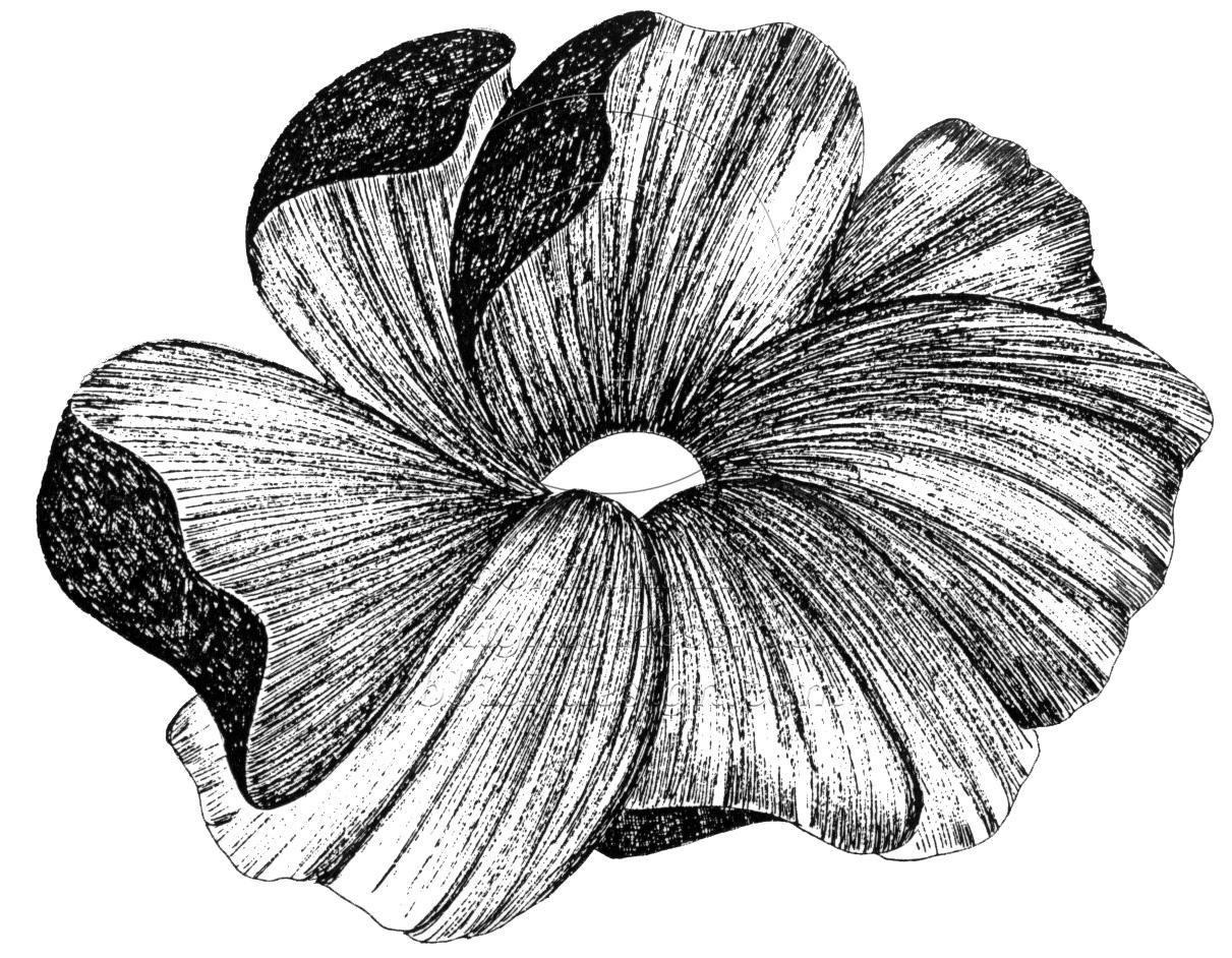 image-475152-Anemone_Orig.jpg